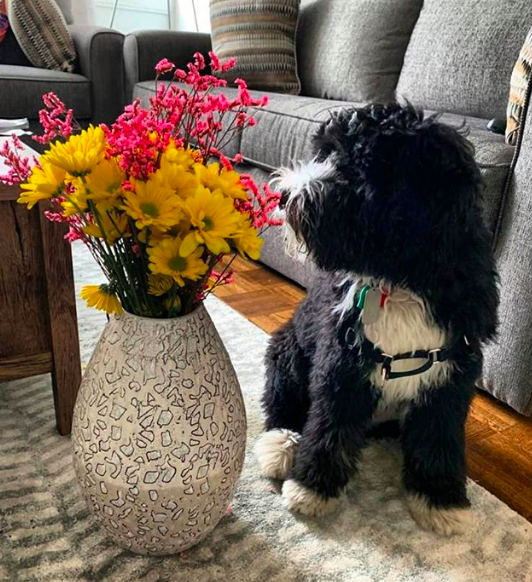 miniature bernedoodles