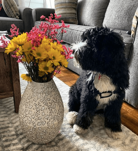 miniature bernedoodles