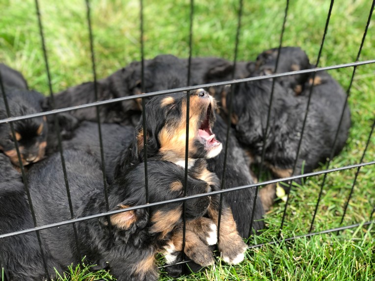 Mini bernedoodles 