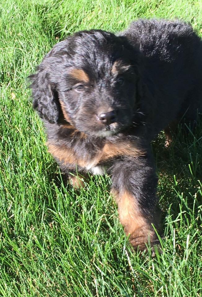 Miniature bernedoodles puppies Midwest 