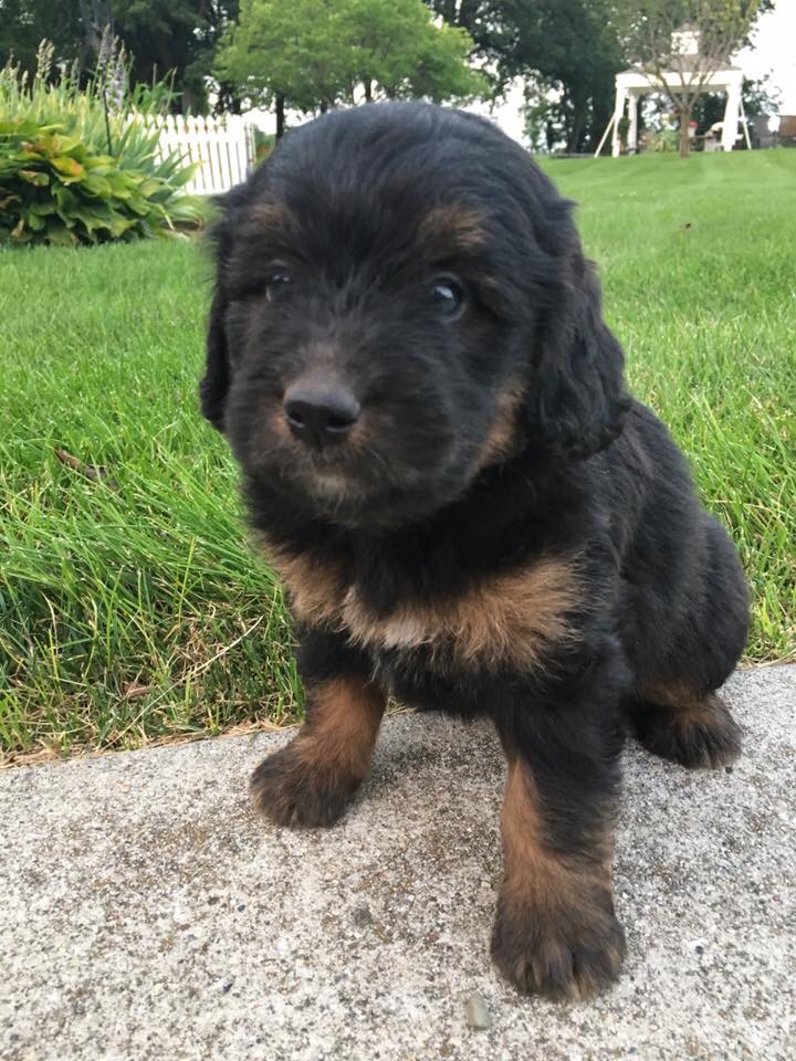 Miniature bernedoodles puppies 