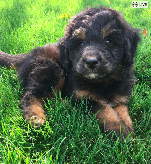 miniature bernedoodle